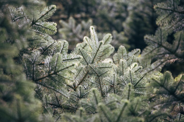 Detail of a Noble Fir tree (Abies Procera). Norfolk, UK.
