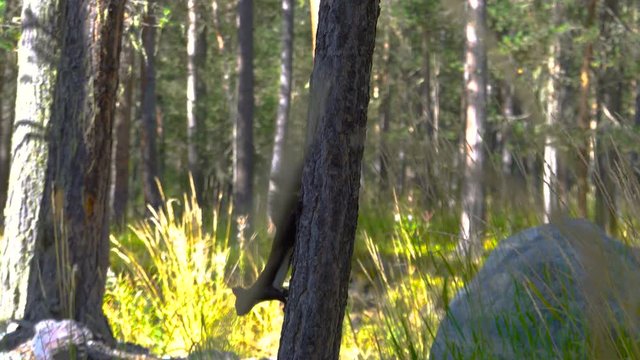 Black fur caucasus squirell funny eating seeds in autumn pine forest on background wild nature animal thematic