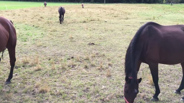Pferd, Pferde auf Koppel 