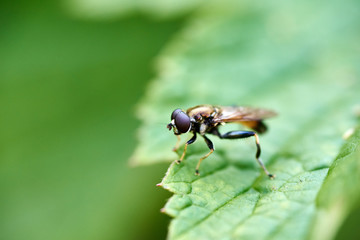 Fliege auf einem Blatt