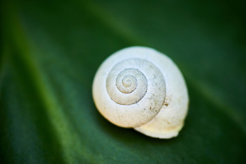 Garten Banderschnecke Photos Royalty Free Images Graphics