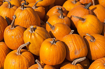 a lot of pumpkins at outdoor farmers market