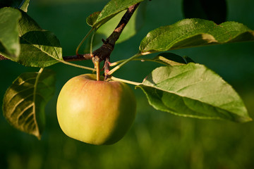 Reifer Apfel am Baum