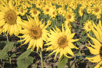 Blooms on sunflowers in field in early morning light