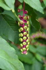 frutti di Phytolacca