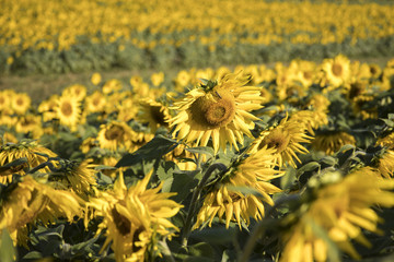 Blooming field of sunflowers in early morning sunlight