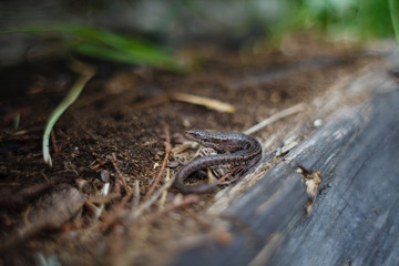 Viviparous lizard in the northern forest. Zootoca vivipara