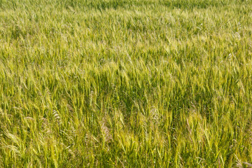 background from the field of natural crops