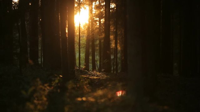 lovely sunrise in romantic magic summer forest