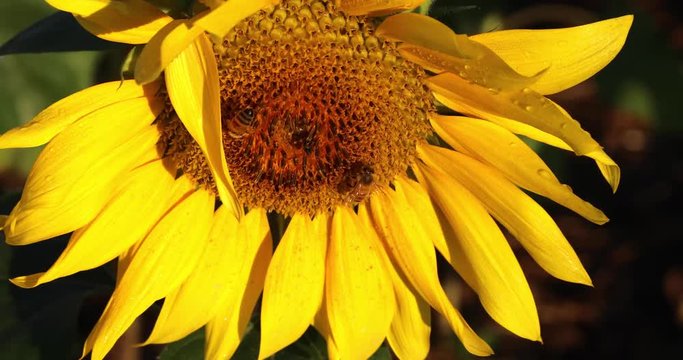 Honey bees on sunflower