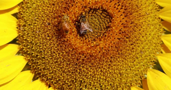 Close up of bees pollinating sunflowers