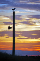 Loudspeaker and Gull in Opposition