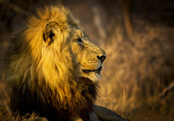King of the Pride