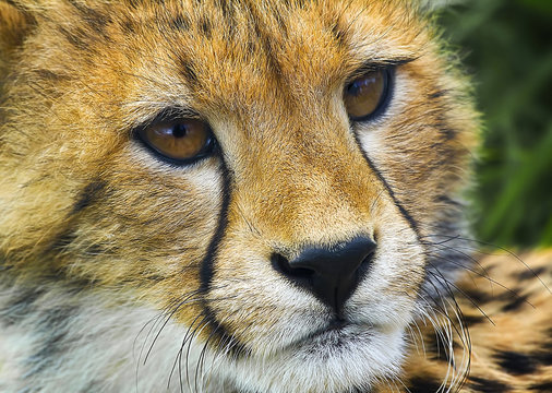 Cheeta Cub