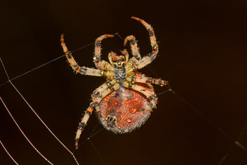 Big, fat European garden spider, covered with dew drops, weaving a web in early morning