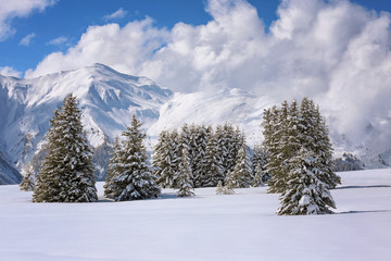 Wintertannen auf Hochebene