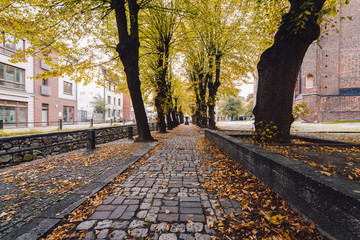 sidewalk in city during autumn