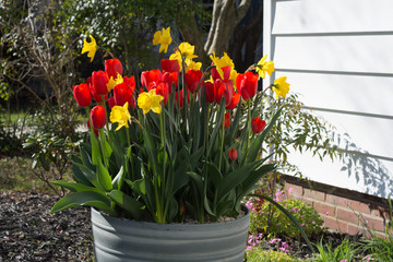 red and yellow tulips