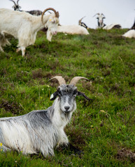 Chèvre montagne Pyrénées France