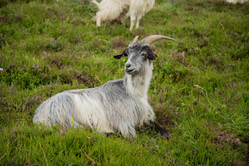 Chèvre montagne Pyrénées France