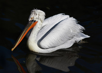 bird portrait of a Dalmatian Pelican swims majestically in the dark water