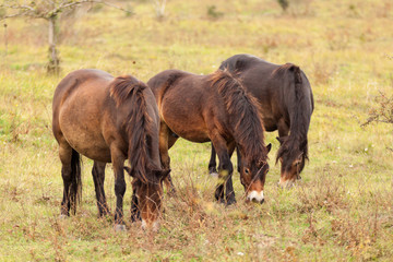 The  beautiful horses are grazing on the meadow. Exmoor pony, wild horses on a meadow in the fall.