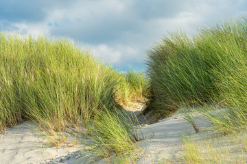 Beach grass and coastal dunes in the northeastern german region fish land located in the federal state Mecklenburg Vorpommern. A beautiful landscape in north Germany