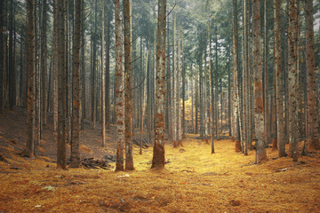 Fototapety  Piękny bajkowy las iglasty marzycielski. Zastosowano efekt filtra kolorów.