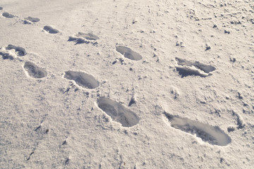 Sunny shoeprints in new deep snow.