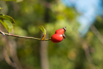 Two wild rose hips closeup on a branch