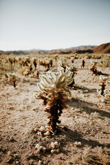 Cholla Garden