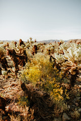 Cholla Bloom