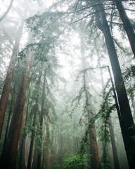 Winter Redwoods