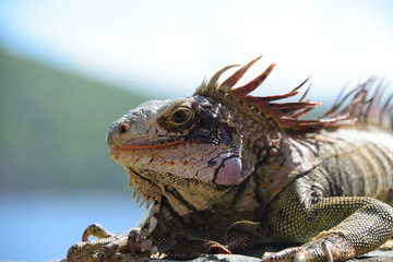 Iguana sunning next to the ocean