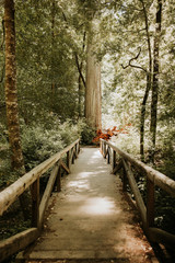 Big Basin Forest Path
