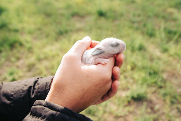 Woman holding newborn rabbit