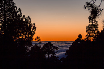 Sunset above the clouds with silhouette of pine trees