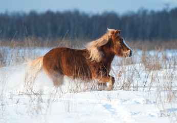 Shetland pony running in winter