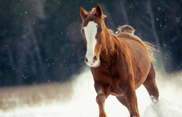 Chestnut horse running in snow