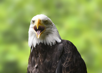 Obraz premium American Bald Eagle, close up portrait