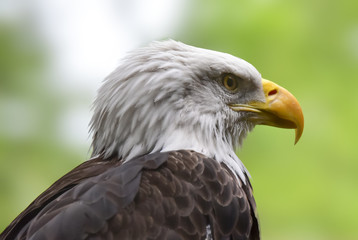 American Bald Eagle, close up portrait