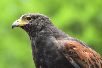 Close up portrait of a Harris Hawk