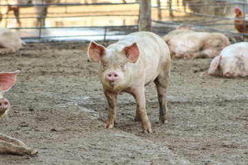 Pig in Pigpen