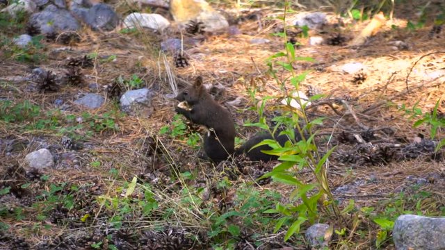 Black fur caucasus squirell funny eating seeds in autumn pine forest on background wild nature animal thematic slow motion