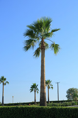 Piękna ogromna palma na tle błękitnego nieba w Grecji.