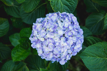 Hydrangea