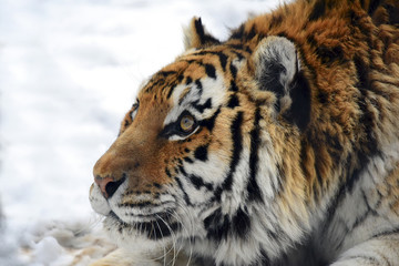 Obraz premium Portrait of a Tiger