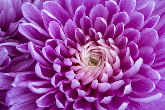 Purple daisy, macro