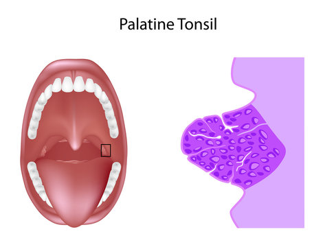 Anatomy of the palatine tonsil tissue in cross section, unlabeled. 