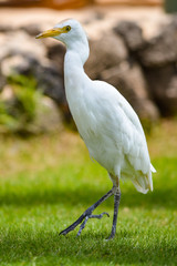 Cattle Egret on the ground looking for food